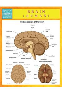 Brain (Human) (Speedy Study Guides)