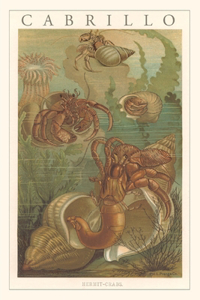 Vintage Journal Cabrillo, Hermit Crabs