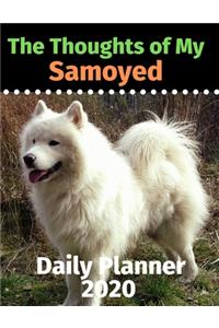 The Thoughts of My Samoyed