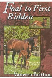 Foal to First Ridden