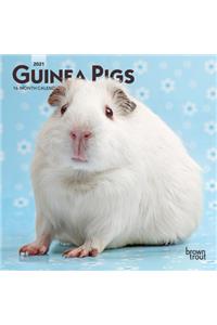 Guinea Pigs 2021 Mini 7x7