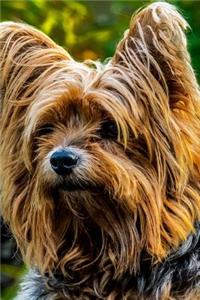 Yorkshire Terrier Dog Resting in the Shade Journal