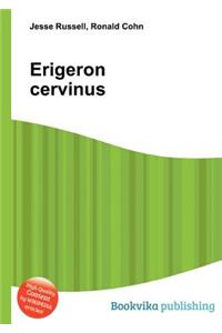 Erigeron Cervinus