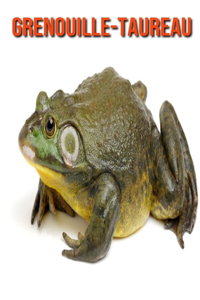 Grenouille-Taureau