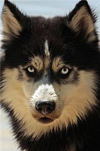 Husky