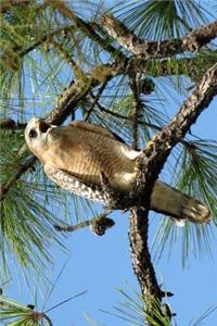 Red Shouldered Hawk Journal