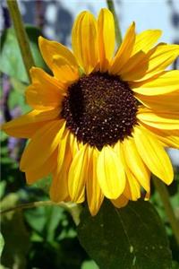 Sunflower Portrait Flower Journal