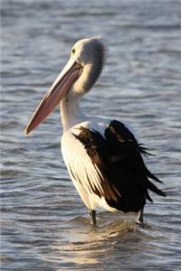 Pelican in the Water Journal: 150 Page Lined Notebook/Diary