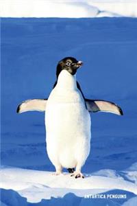 Antartica Penguins