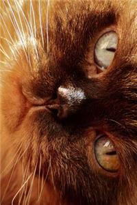 Grumpy British Shorthair Cat Journal