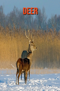 Deer