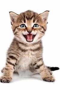Cute Kitten