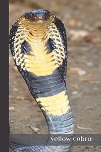 Yellow Cobra