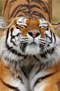 MindBlowing Cute Big Cats Journal 11