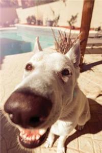 Funny Big-Nosed Dog Journal