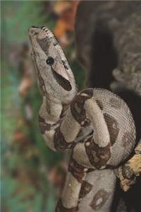 Boa Constrictor Snake Journal