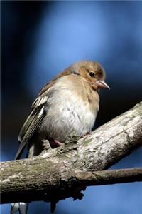 Common Chaffinch Female Bird Journal