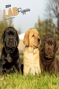 Labrador Retriever Puppies 2024 Square