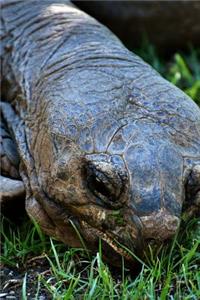 Giant Galapagos Tortoise Munching on Grass Journal