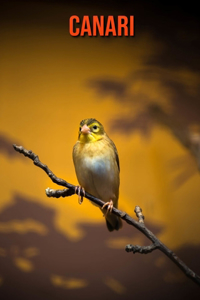 Canari
