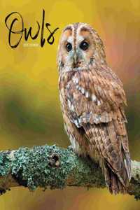 Owls Mini Square Wall Calendar 2023