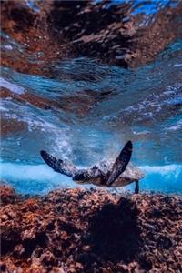 The Sea Turtle Journal