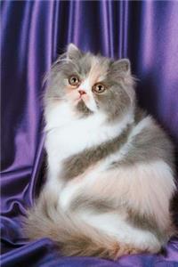 Fluffy Kitty Cat Photo Journal