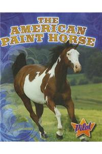 American Paint Horse
