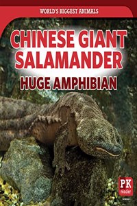 Chinese Giant Salamander: Huge Amphibian
