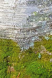 2020 Daily Planner Moss Birch Tree Bark Photo 388 Pages