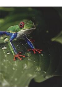Frog Frogs Amphibian Amphibians Exotic Rare Animal World Tropical Animals Green