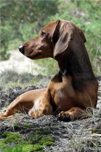 Dachshund Dog Lined Journal: Canine Gift Notebook for Dog Lovers