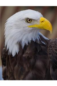 Eagle Notebook