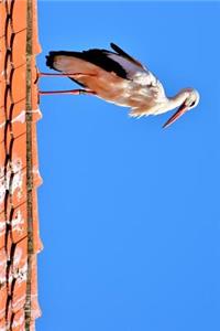 Stork on a Red Tile Roof Journal