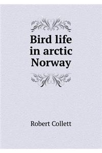 Bird Life in Arctic Norway