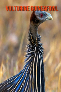 Vulturine Guineafowl