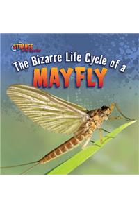 Bizarre Life Cycle of a Mayfly