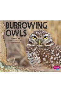 Burrowing Owls