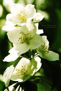 Syringa Flowers Journal