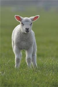 Little Baby Lamb Wants to Know If You've Seen Mary Journal