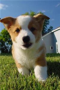Such a Face! Totally Adorable Corgi Puppy Dog Pet Jounal