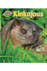 Kinkajous
