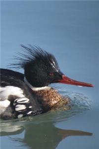 Red-Breasted Merganser Journal (Mergus Serrator)