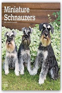 Schnauzer Miniature 2023 Wall Calendar