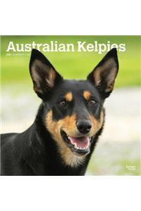 Australian Kelpies 2021 Square Btau