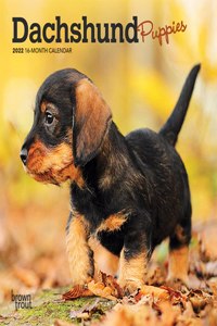 Dachshund Puppies 2022 Mini