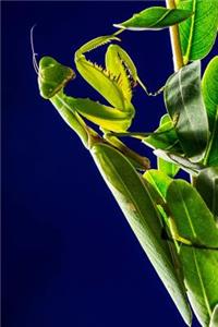Praying Mantis Hiding in a Tree Journal