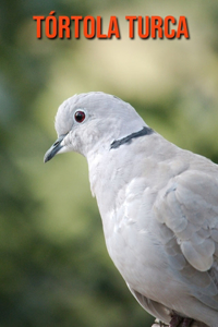 Tórtola turca
