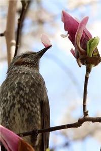 Bird on a Magnolia Tree Spring Journal