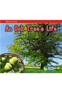 An Oak Tree's Life